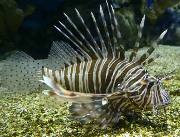 PTEROIS VOLITANS